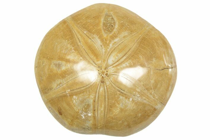 2 to 3" Polished Fossil Sand Dollars - Madagascar - Photo 1